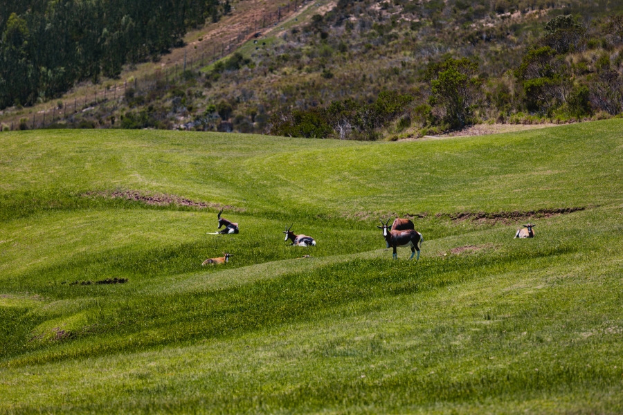 0 Bedroom Property for Sale in Pezula Private Estate Western Cape